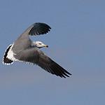 Black-tailed Gull / Larus crassirostris