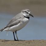 Wrybill / Anarhynchus frontalis