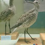Тонкоклювый кроншнеп / Numenius tenuirostris