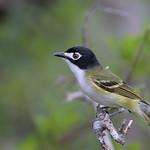 Черноголовый виреон / Vireo atricapilla