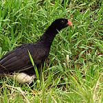 Salvin's Curassow / Mitu salvini