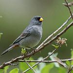 Band-tailed Seedeater / Catamenia analis