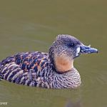 Белоспинная утка / Thalassornis leuconotus