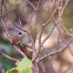 Angola Waxbill / Coccopygia bocagei