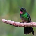 Tourmaline Sunangel / Heliangelus exortis