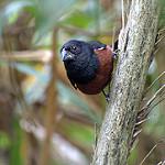 Каштаново-чёрный просяночник / Sporophila angolensis