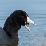 Американская лысуха / Fulica americana