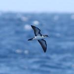 Бойдов буревестник / Puffinus boydi