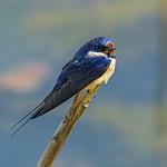Певчая ласточка / Hirundo lucida