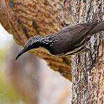 Stripe-headed Rhabdornis / Rhabdornis mystacalis