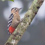 Fulvous-breasted Woodpecker / Dendrocopos macei