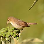 Large-billed Reed Warbler / Acrocephalus orinus