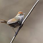 Grey-sided Bush Warbler / Cettia brunnifrons