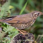 Siberian Thrush / Geokichla sibirica