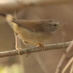 Brown-flanked Bush Warbler / Horornis fortipes