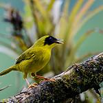 Olive-crowned Yellowthroat / Geothlypis semiflava