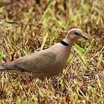 Винная горлица / Streptopelia vinacea
