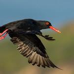 Африканский кулик-сорока / Haematopus moquini