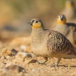 Рыжешапочный рябок / Pterocles coronatus
