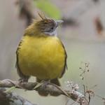 White-throated Bulbul / Alophoixus flaveolus