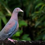 Желтоклювый голубь / Patagioenas flavirostris