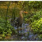 Мексиканский пастушок / Rallus tenuirostris