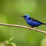 Красноногий саи / Cyanerpes cyaneus