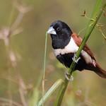 Tricolored Munia / Lonchura malacca