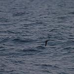 Swinhoe's Storm Petrel / Hydrobates monorhis