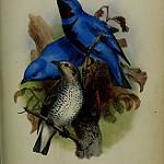 Lovely Cotinga / Cotinga amabilis