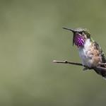 Bumblebee Hummingbird / Selasphorus heloisa