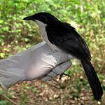 Turati's Boubou / Laniarius turatii