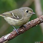 Короткоклювый виреон / Vireo huttoni