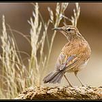 Karoo Long-billed Lark / Certhilauda subcoronata