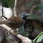 White-necked Babbler / Stachyris leucotis