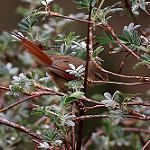 Tawny Tit-Spinetail / Sylviorthorhynchus yanacensis
