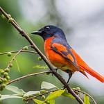 Scarlet Minivet / Pericrocotus speciosus