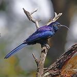 Древесные удоды / Phoeniculidae фото