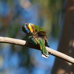 Merops lafresnayii