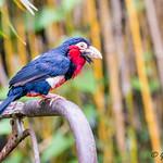 Красногрудый зубцеклюв / Pogonornis dubius