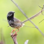 Black-throated Prinia / Prinia atrogularis