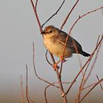 Буроголовая цистикола / Cisticola brunnescens