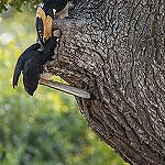 Индийская птица-носорог / Anthracoceros coronatus