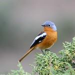 Алашанская горихвостка / Phoenicurus alaschanicus