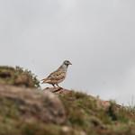 Grey-breasted Seedsnipe / Thinocorus orbignyianus