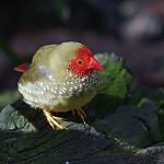 Star Finch / Bathilda ruficauda