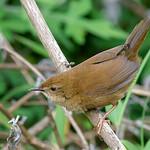 Russet Bush Warbler / Locustella mandelli