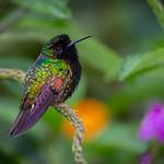 Black-bellied Hummingbird / Eupherusa nigriventris