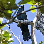 Меланезийский воронец / Coracina caledonica