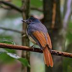 Rufous-winged Philentoma / Philentoma pyrhoptera